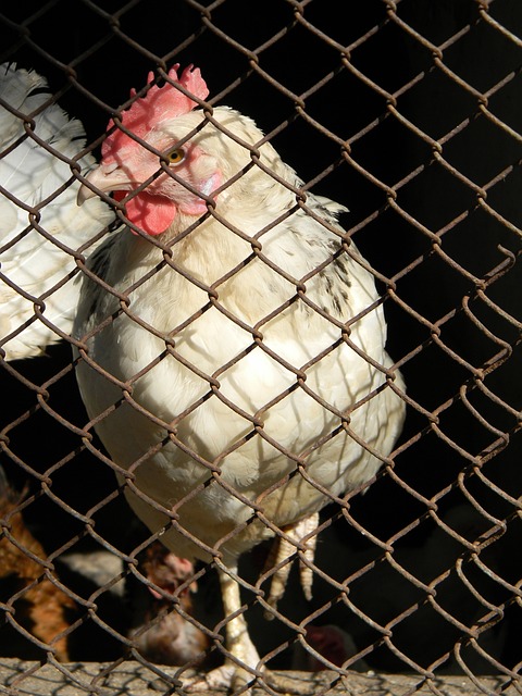里芃芃的表 里芃芃的表